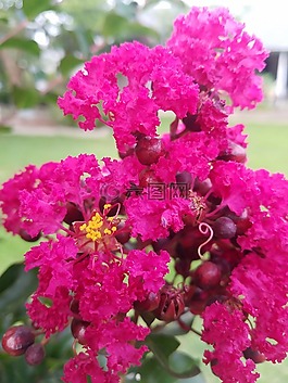 盛开,花,开花